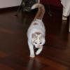 Śliczny, puchaty kotek szuka domu - Radzymin oferuje Oddam kota za darmo