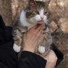  Harry - cudny whiskasik do adopcji oferuje Oddam kota za darmo