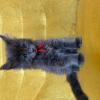 Kot/KOTKA Maine Coon Niebieska, BIAŁY, PRĘGOWANY Fpl Fife Zdjęcie